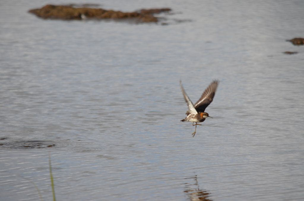 Ad ali spiegate, il sogno di Icaro.